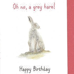 grey hare