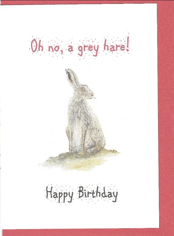 grey hare