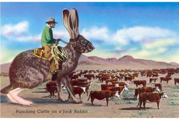 Cowboy på kanin