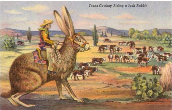 Texas Cowboy på kanin, magnet