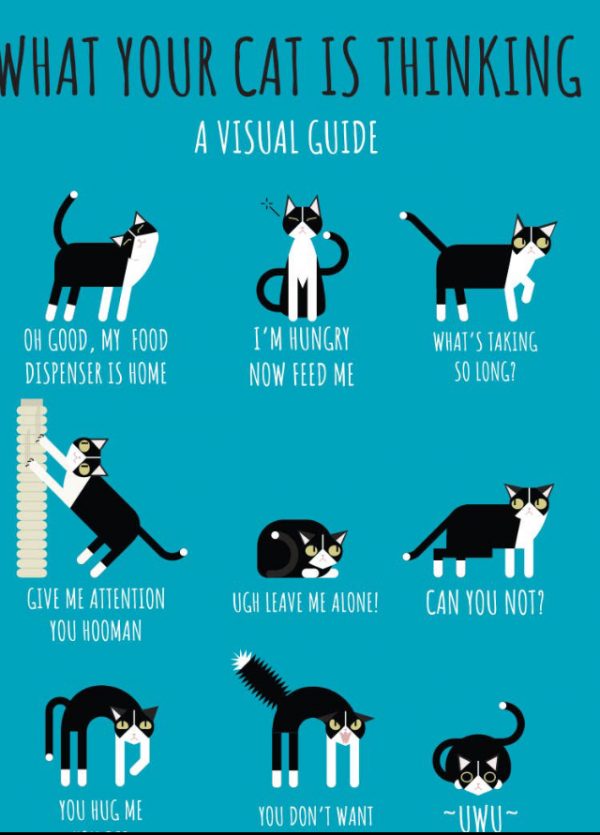 Kattspråk magnet
