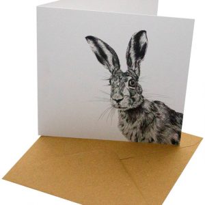 Nyfiken hare